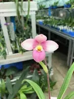 Phragmipedium Asendorf Rose (Pink Panther x fischeri)