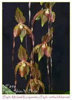 Paph. Shin-Yi Pride ( Michael Koopowitz x rothschildianum ' Monte Milais ' FCC/RHS, AOS )