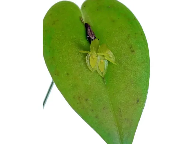 Pleurothallis erythrium (Pleurothallis)