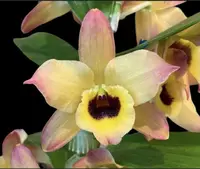 Fragrant – Dendrobium Oriental Smile ‘Butterfly’ (3.5” pot)
