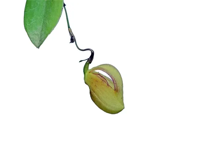 Zootrophion hirtzii (Zootrophion)