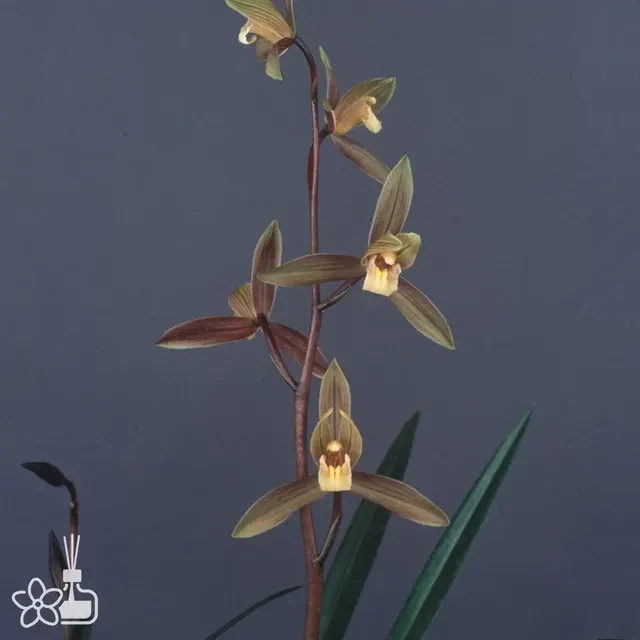 Cymbidium Waran 'Ichiyou'