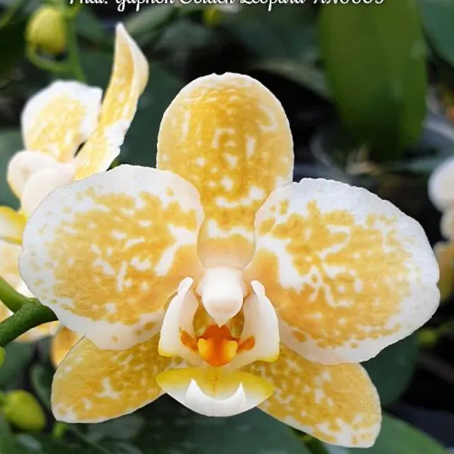 Phalaenopsis Yaphon Golden Leopard 'AN6609' (Phalaenopsis)