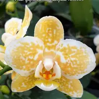 Phal. Yaphon Golden Leopard 'AN6609', Blooming Size, FREE SHIPPING