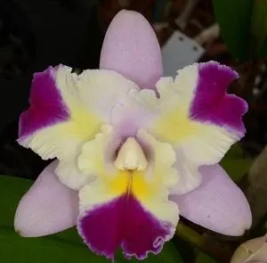 Rhyncholaeliocattleya Paradise Supernova