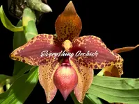 In Spike Cycnoches Baker’s Paradise ‘Brown Sugar’ × Cyc. barthiorum ‘Jungle Mist Freckles’ AM/AOS (2” pot)