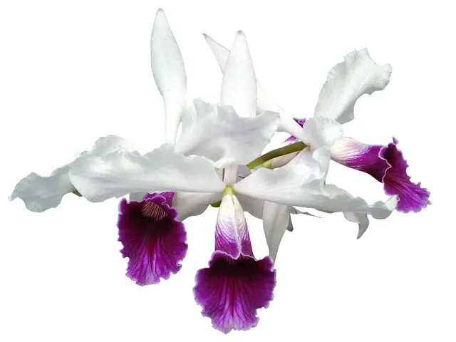 Cattleya purpurata f semialba var gilbert rubra