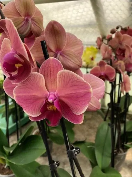 Phalaenopsis 'Winey'