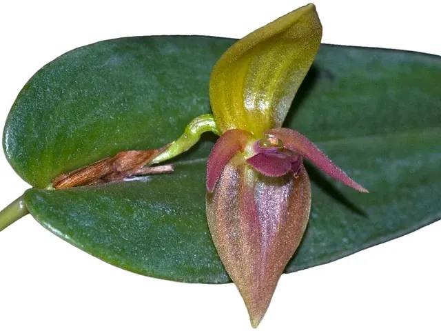 Pleurothallis deflexa (Pleurothallis)