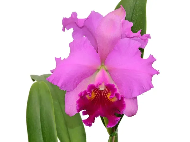 Rhyncholaeliocattleya Jacqueline Gabrielle (Rhyncholaeliocattleya)