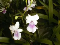 Miltonia regnellii — blühfähige Pflanzen