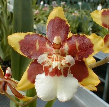Burrageara JUNGLE MOOS 'Rain Forest'