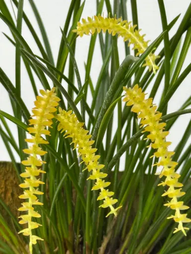 Dendrochilum wenzelii v alba