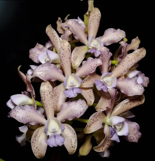 Cattleya Leoloddiglossa 'Exotic Orchids Mutation'