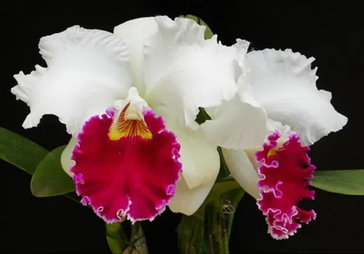 Cattleya Chian-Tzy Mildcompton 'K. W.' (Cattleya)