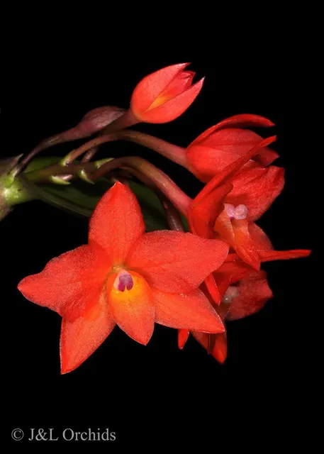 Sophronitis cernua (Sophronitis)