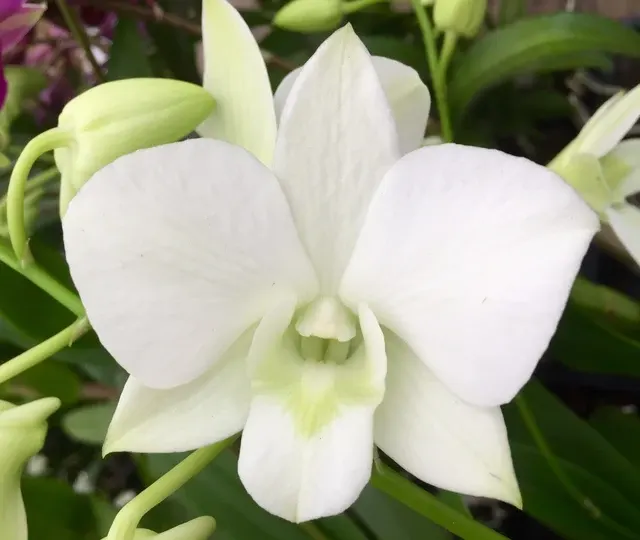 Dendrobium Edfran's Gem 'Snow White'
