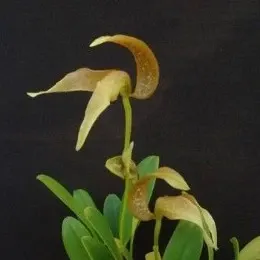 Bulbophyllum burfordiense sp