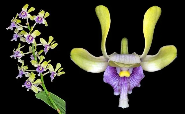 Dendrobium violaceoflavens