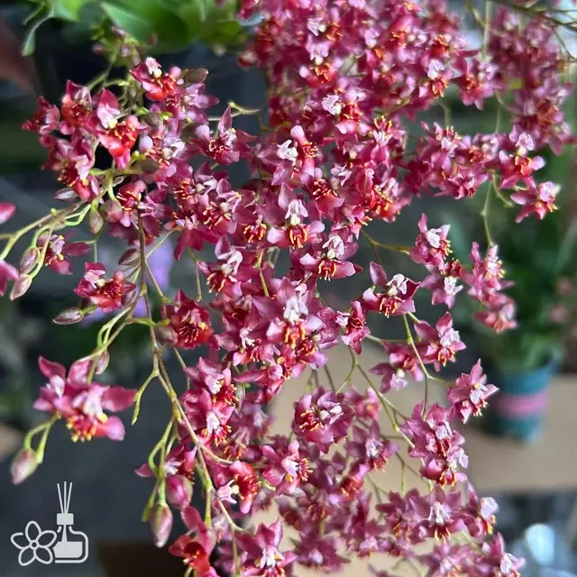 Oncidium Misaki Twinkle 'CT-red fantasy'