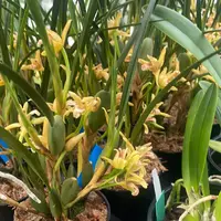 Maxillaria tenuifolia’Yamada’ (Yellow)