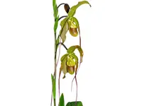 Phragmipedium Grande