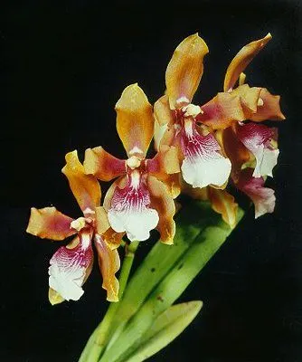 Odontoglossum harryanum