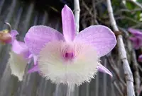 Den. aphyllum 'Madam Royal' (DAPH-M) ( - - aphyllum )