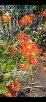 Epidendrum Radicans Fire-Star Cuttings - 3 Orange Flowering Orchid Cuttings - Bare Root Plants