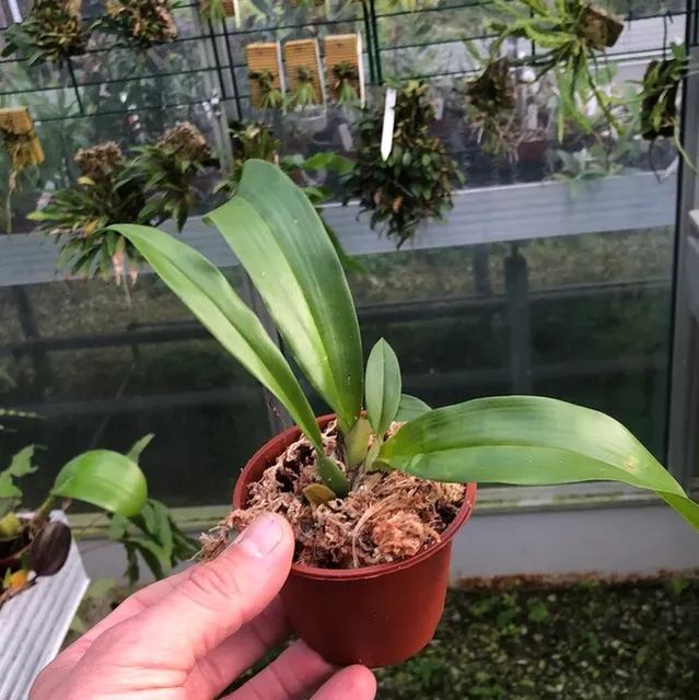 Trichopilia Charles × fragrans