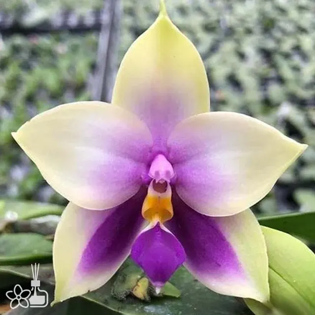 Phalaenopsis bellina var. blue × sib