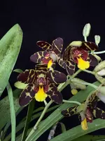 Ansellia africana (2024/1)