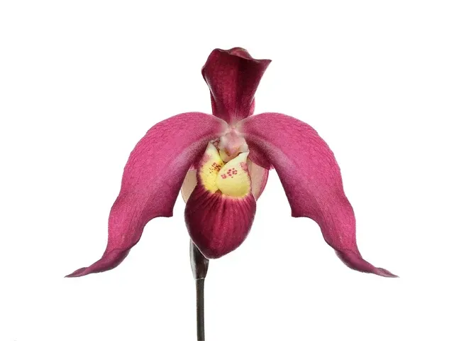 Phragmipedium Carlos Fighetti (Phragmipedium)