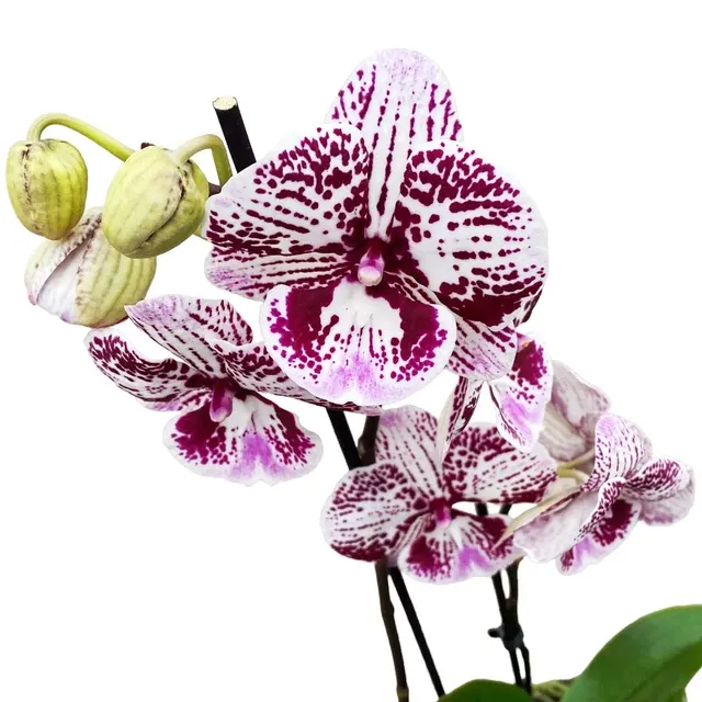 Phalaenopsis 'Limited #34’ Big Lip