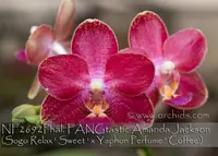 Phal. FANGtastic Amanda Jackson (Sogo Relax ' Sweet ' x Yaphon Perfume ' Coffee' )