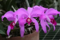 Cattleya lawrenceana ‘Roelf’ AM/SAOC x self