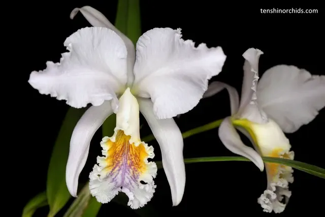 Cattleya mossiae f coerulea x sib ex