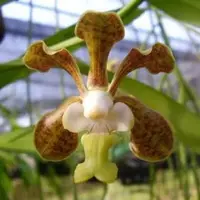 Vanda brunea sp.