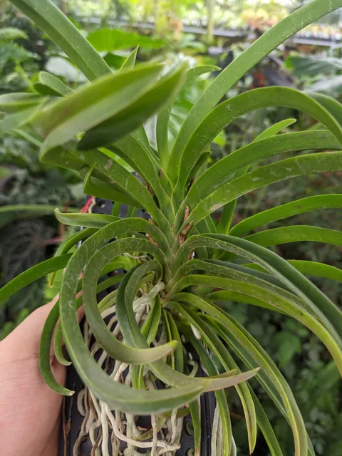 Vanda Charm Blue Star (Vanda)