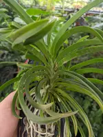 Vanda Charm Blue Star