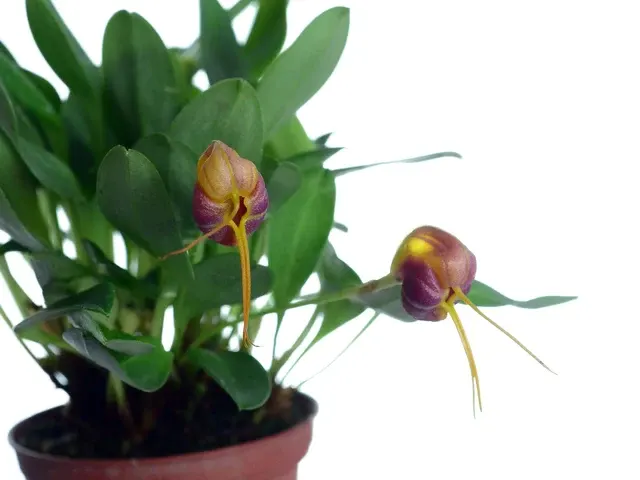 Masdevallia encephala (Masdevallia)