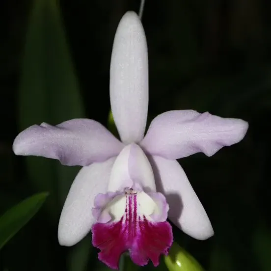 Laeliocattleya Memoria Kay Johnston (Laeliocattleya)