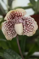 Paphiopedilum godefroyae ‘Big’ x ‘Dark’