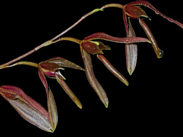 Stelis excelsa (Stelis)