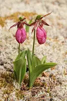 Pink Lady’s Slipper Orchid (Cypripedium acaule) – Live Bare Root Native Wildflower | Hardy Woodland Orchid | Rare Perennial Plant