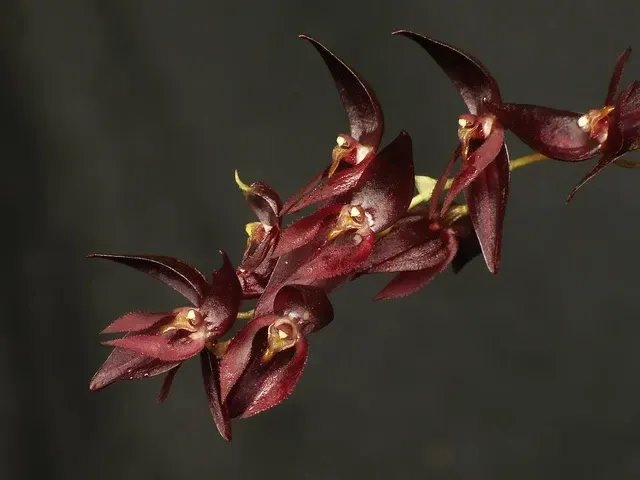 Pleurothallis rowleei