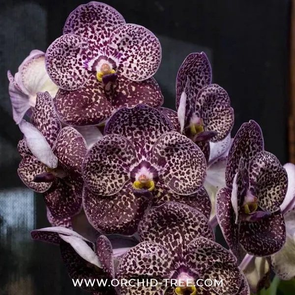 Vanda Kulvadee Fragrance 'Black' (Vanda)