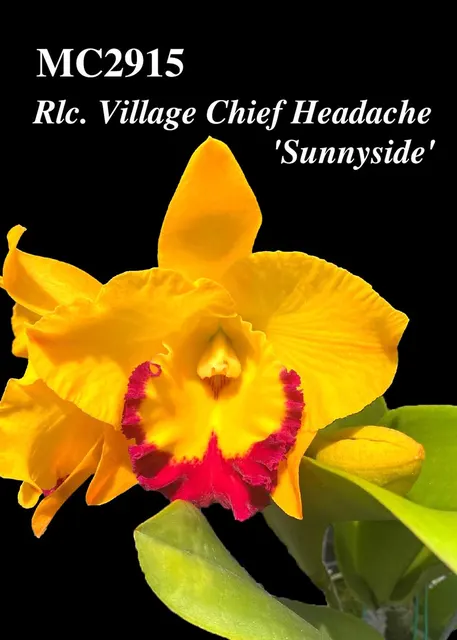 Rhyncholaeliocattleya Village Chief Headache 'Sunnyside' (Rhyncholaeliocattleya)