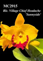 Rlc. Village Chief Headache 'Sunnyside ' (Shinfong Gold Gem x Chunyeah)