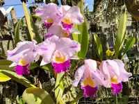 Cattleya trianae ‘La Morlequita’ x self